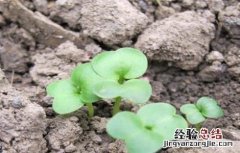 大白菜肥水管理技术 大白菜的肥水管理
