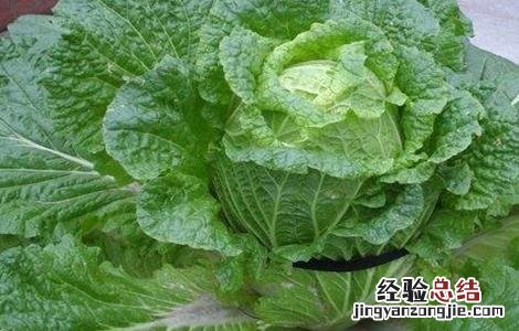 大白菜肥水管理技术 大白菜的肥水管理