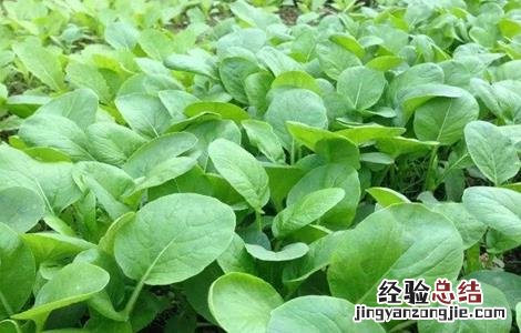大白菜肥水管理技术 大白菜的肥水管理