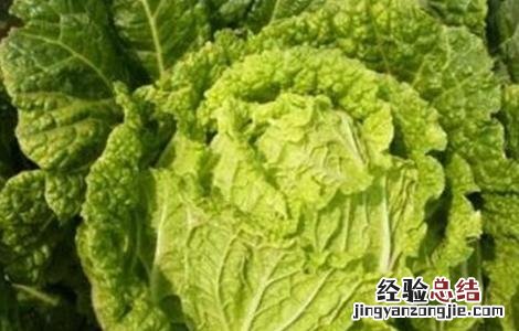 大白菜肥水管理技术 大白菜的肥水管理