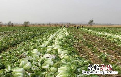 秋冬大白菜田间管理措施 秋冬大白菜田间管理