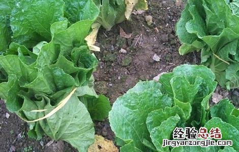 秋冬大白菜田间管理措施 秋冬大白菜田间管理