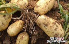 马铃薯结薯少或不结薯原因及预防措施
