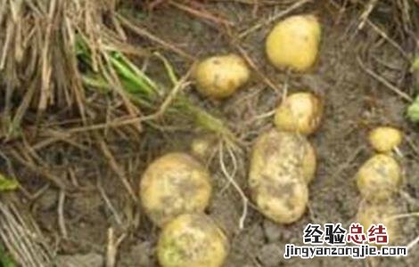 马铃薯结薯少或不结薯原因及预防措施