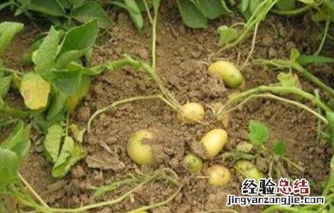 马铃薯结薯少或不结薯原因及预防措施