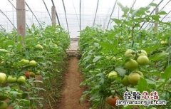 大棚番茄怎么种 大棚番茄怎么种植
