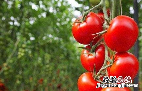 大棚番茄怎么种 大棚番茄怎么种植