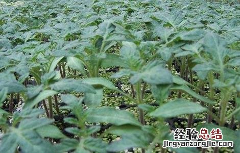 大棚番茄怎么种 大棚番茄怎么种植