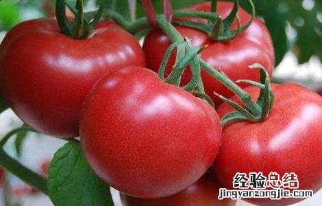 大棚番茄怎么种 大棚番茄怎么种植