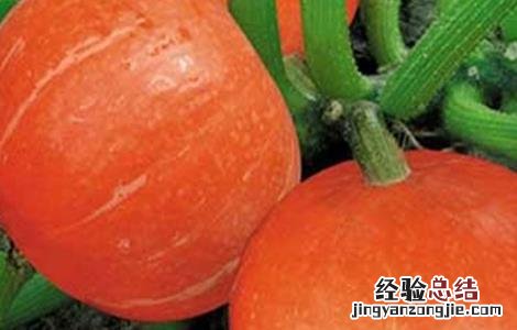 南瓜种植该如何实现高产产量 南瓜种植该如何实现高产