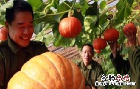 南瓜种植该如何实现高产产量 南瓜种植该如何实现高产