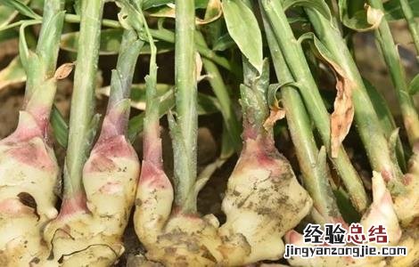 生姜种植对环境有什么要求 生姜种植对环境有什么要求和要求