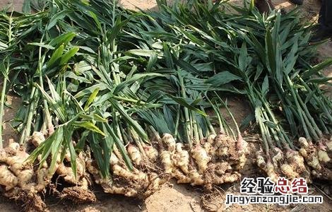 生姜种植对环境有什么要求 生姜种植对环境有什么要求和要求