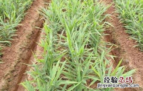 生姜种植对环境有什么要求 生姜种植对环境有什么要求和要求