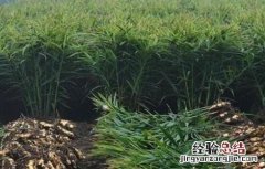 生姜种植对环境有什么要求 生姜种植对环境有什么要求和要求