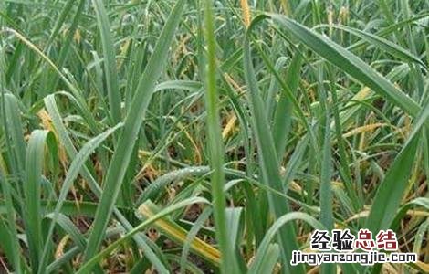 如何防止大蒜干尖发芽 如何防止大蒜干尖