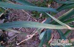 如何防止大蒜干尖发芽 如何防止大蒜干尖