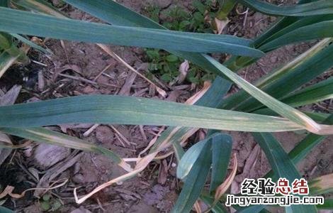 如何防止大蒜干尖发芽 如何防止大蒜干尖