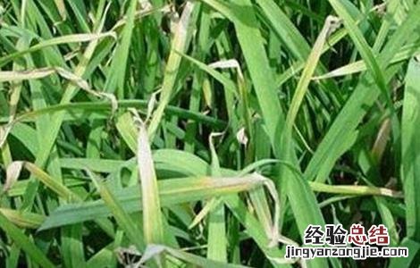 如何防止大蒜干尖发芽 如何防止大蒜干尖