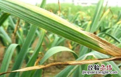 如何防止大蒜干尖发芽 如何防止大蒜干尖