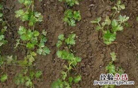 芹菜种子为什么难发芽 芹菜种子发芽率低的原因