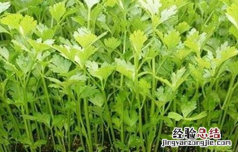 芹菜种子为什么难发芽 芹菜种子发芽率低的原因