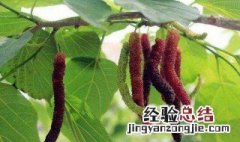 大棚果桑温度多高适应 果桑生长温度