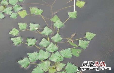 菱角的种植方法和时间 菱角的种植方法和时间视频