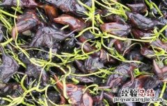 菱角的种植方法和时间 菱角的种植方法和时间视频
