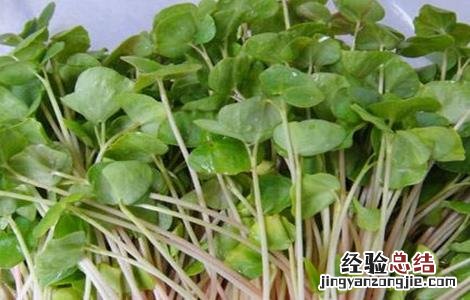 萝卜芽苗菜无土栽培 无土栽培萝卜苗的方法