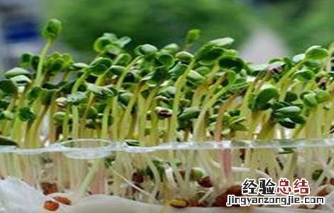 萝卜芽苗菜无土栽培 无土栽培萝卜苗的方法