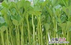 萝卜芽苗菜无土栽培 无土栽培萝卜苗的方法