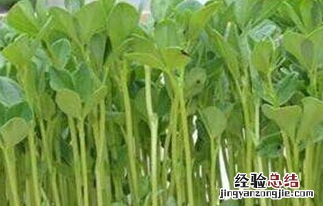 萝卜芽苗菜无土栽培 无土栽培萝卜苗的方法