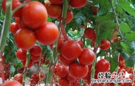 西红柿摘叶有哪些好处呢 西红柿摘叶有哪些好处