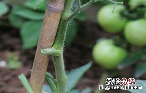 西红柿摘叶有哪些好处呢 西红柿摘叶有哪些好处