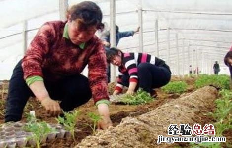 秋茬西红柿定植注意事项 越冬茬西红柿定植后温度管理
