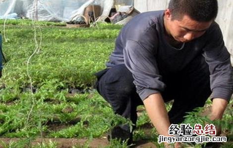 秋茬西红柿定植注意事项 越冬茬西红柿定植后温度管理