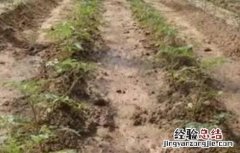 秋茬西红柿定植注意事项 越冬茬西红柿定植后温度管理