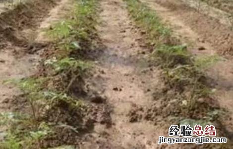 秋茬西红柿定植注意事项 越冬茬西红柿定植后温度管理