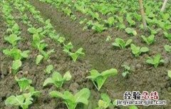秋白菜苗期该怎么管理 大白菜的苗期管理要点