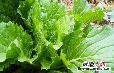 秋白菜苗期该怎么管理 大白菜的苗期管理要点