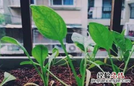 秋菠菜如何提高出苗率 秋天怎样种菠菜出苗快