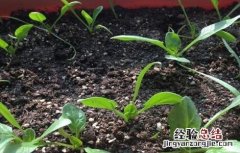 秋菠菜如何提高出苗率 秋天怎样种菠菜出苗快