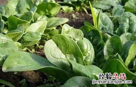 秋菠菜如何提高出苗率 秋天怎样种菠菜出苗快