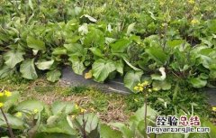 红菜苔高产种植技巧 红菜苔高产种植技巧图解