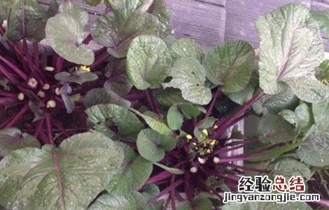 红菜苔高产种植技巧 红菜苔高产种植技巧图解