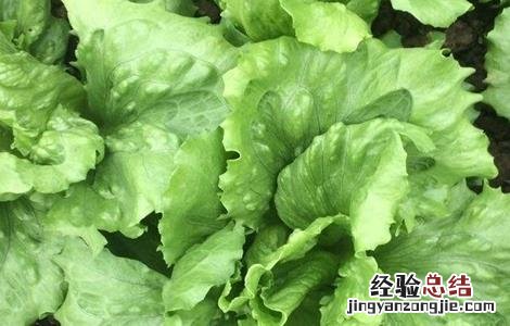 球生菜不结球的原因 结球生菜为什么不结球