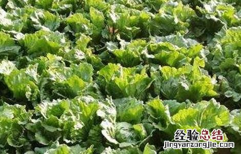 球生菜不结球的原因 结球生菜为什么不结球