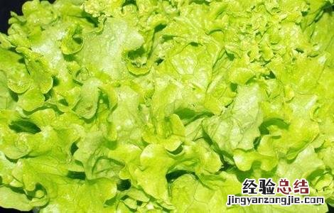 球生菜不结球的原因 结球生菜为什么不结球