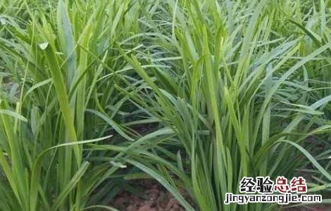 秋天韭菜怎么管理 韭菜秋后管理的方法
